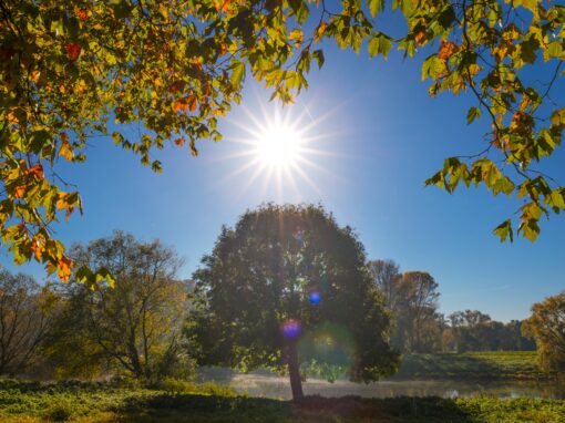 SCHWAGER HERBST BAUM (1 von 1) - Kopie