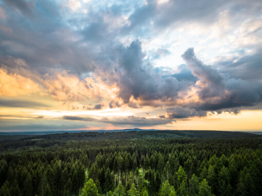 DJI Forest SUNSET etc