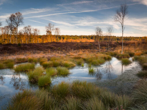 SCHWAGER SOLLING MOOR (1 von 1)